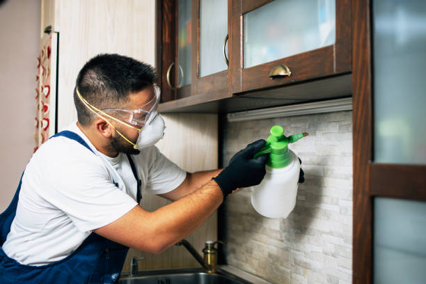 Wasp Removal Services in Huntington, TX