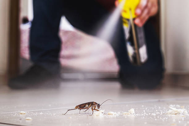 Best Affordable Pest Control Services  in Huntington, TX